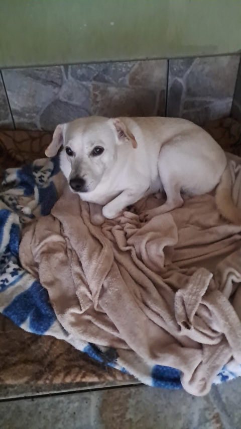 Cão de pelo claro acomodado sobre uma coberta dobrada, em canil coberto