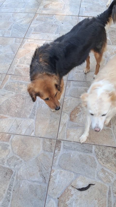 Dois cães farejando o piso de um quintal ao sol