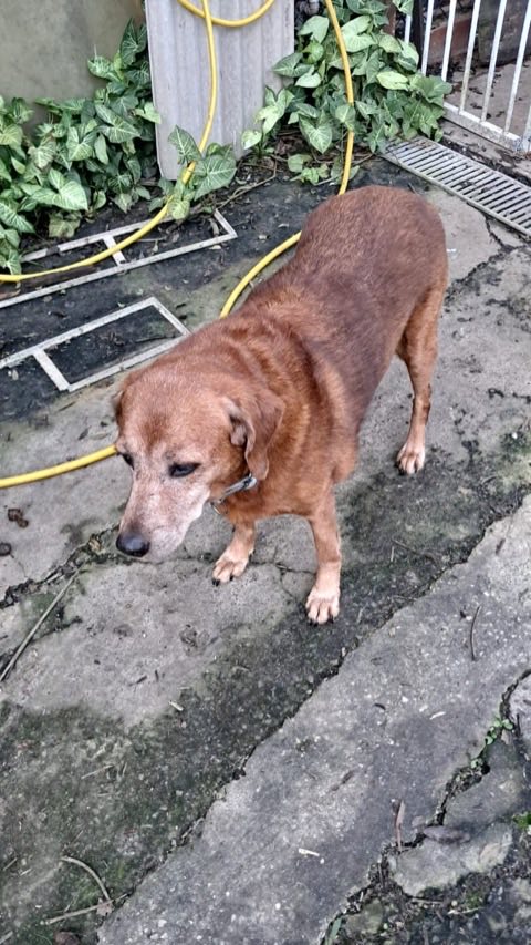 Cão caramelo idoso, de pelo grisalho no rosto, em pé no quintal