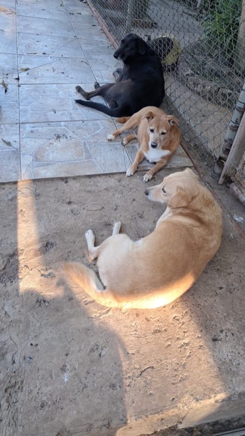 Três cães descansando ao sol junto a uma cerca de tela